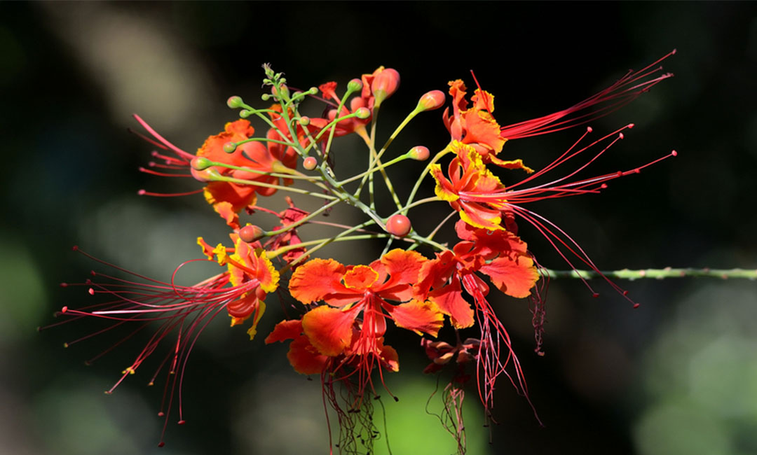 毕节毕节花帮主百科词条创建案例